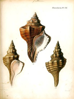 Deniz kabuklarını Illustration. Conchologia iconica veya kabukları molluscous hayvan çizimleri.