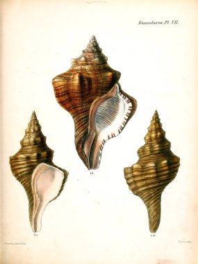 Deniz kabuklarını Illustration. Conchologia iconica veya kabukları molluscous hayvan çizimleri.