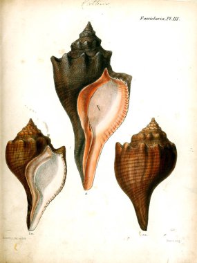 Deniz kabuklarını Illustration. Conchologia iconica veya kabukları molluscous hayvan çizimleri.