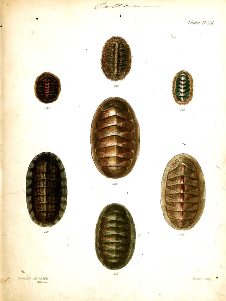 조개의 그림입니다 Conchologia Iconica Molluscous 동물의 포탄의 — 스톡 사진