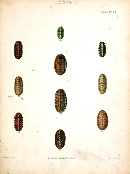 Illustration Coquillages Conchologia Iconica Illustrations Des Coquilles Animaux Mollusques — Photo