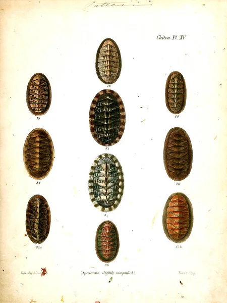 貝殻のイラスト Conchologia Iconica または軟体動物動物の殻のイラスト — ストック写真