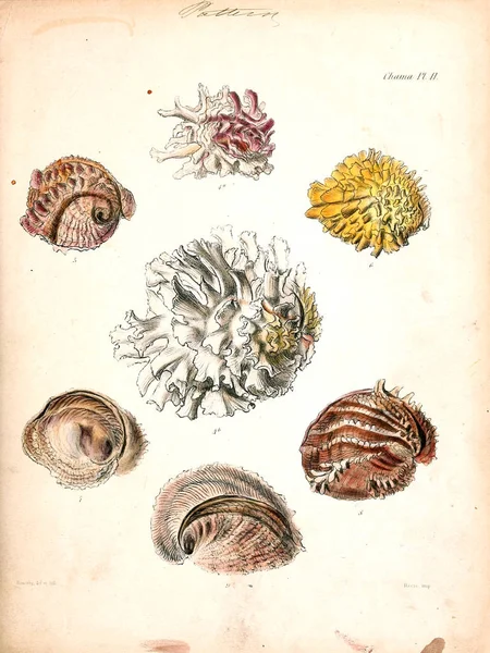 Illustratie Van Schelpen Conchologia Iconica Illustraties Van Schelpen Van Molluscous — Stockfoto