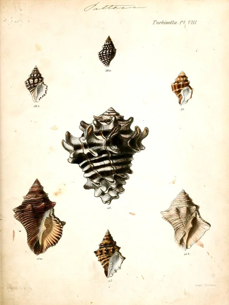 貝殻のイラスト Conchologia Iconica または軟体動物動物の殻のイラスト — ストック写真