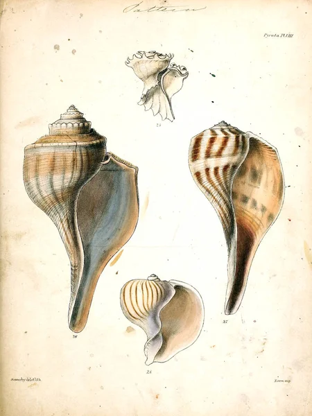 조개의 그림입니다 Conchologia Iconica Molluscous 동물의 포탄의 — 스톡 사진