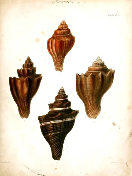 Illustration Snäckskal Conchologia Iconica Eller Illustrationer Skal Molluscous Djur — Stockfoto