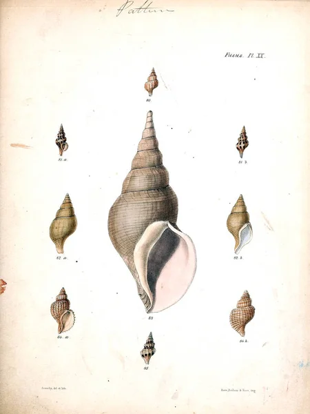 조개의 그림입니다 Conchologia Iconica Molluscous 동물의 포탄의 — 스톡 사진