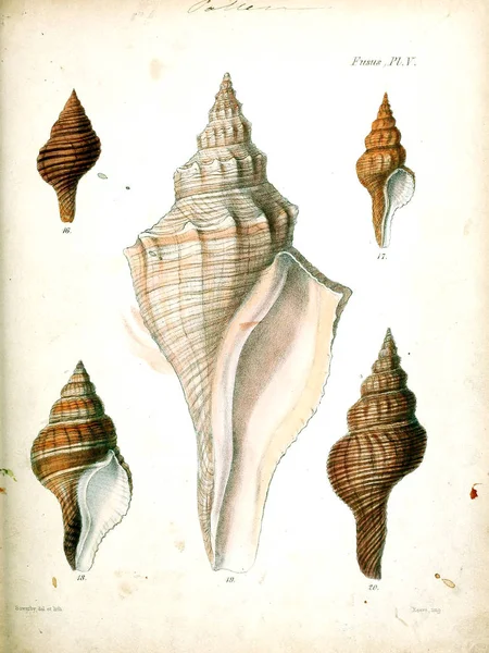 Illustration Snäckskal Conchologia Iconica Eller Illustrationer Skal Molluscous Djur — Stockfoto