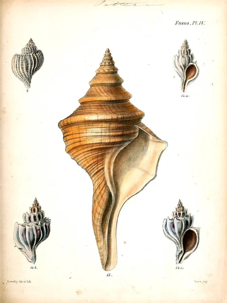 Muschelillustration Conchologia Iconica Oder Abbildungen Der Schalen Von Weichtieren — Stockfoto