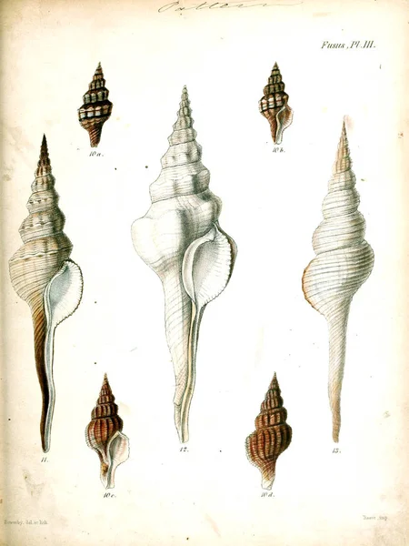 Illustration Coquillages Conchologia Iconica Illustrations Des Coquilles Animaux Mollusques — Photo