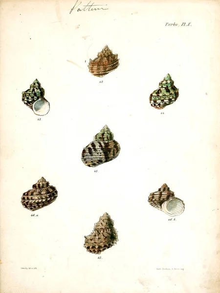 Illustration Coquillages Conchologia Iconica Illustrations Des Coquilles Animaux Mollusques — Photo