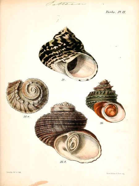 Illustratie Van Schelpen Conchologia Iconica Illustraties Van Schelpen Van Molluscous — Stockfoto