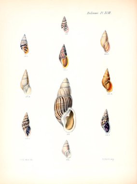 Deniz kabuklarını Illustration. Conchologia iconica veya kabukları molluscous hayvan çizimleri.