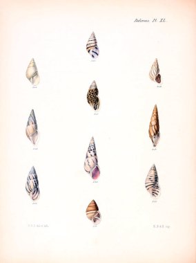 Deniz kabuklarını Illustration. Conchologia iconica veya kabukları molluscous hayvan çizimleri.