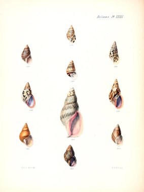 Deniz kabuklarını Illustration. Conchologia iconica veya kabukları molluscous hayvan çizimleri.