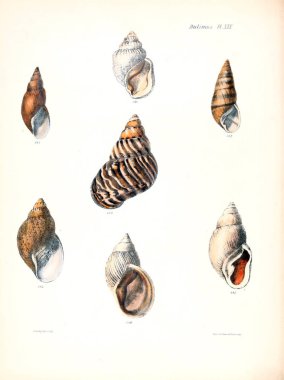 Deniz kabuklarını Illustration. Conchologia iconica veya kabukları molluscous hayvan çizimleri.