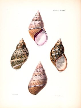 Deniz kabuklarını Illustration. Conchologia iconica veya kabukları molluscous hayvan çizimleri.