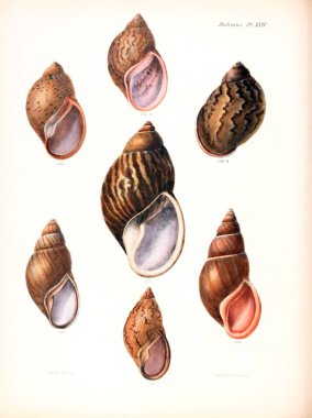 Deniz kabuklarını Illustration. Conchologia iconica veya kabukları molluscous hayvan çizimleri.