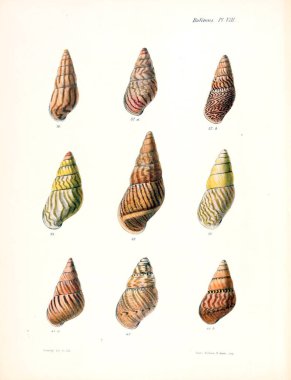 Deniz kabuklarını Illustration. Conchologia iconica veya kabukları molluscous hayvan çizimleri.