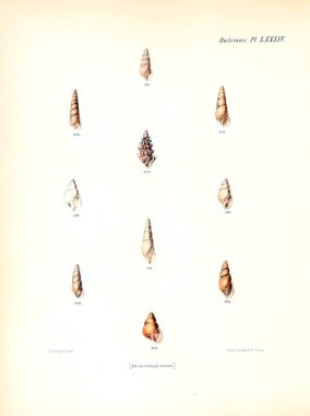 Deniz kabuklarını Illustration. Conchologia iconica veya kabukları molluscous hayvan çizimleri.