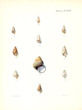 Deniz kabuklarını Illustration. Conchologia iconica veya kabukları molluscous hayvan çizimleri.