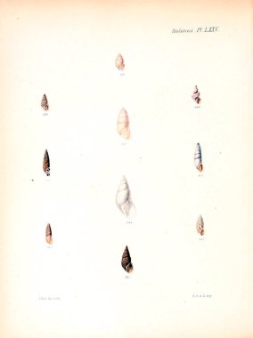 Deniz kabuklarını Illustration. Conchologia iconica veya kabukları molluscous hayvan çizimleri.