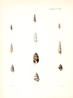 Deniz kabuklarını Illustration. Conchologia iconica veya kabukları molluscous hayvan çizimleri.