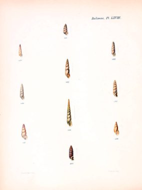 Deniz kabuklarını Illustration. Conchologia iconica veya kabukları molluscous hayvan çizimleri.