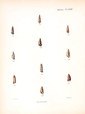 Deniz kabuklarını Illustration. Conchologia iconica veya kabukları molluscous hayvan çizimleri.