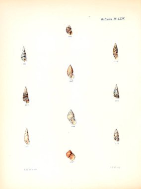 Deniz kabuklarını Illustration. Conchologia iconica veya kabukları molluscous hayvan çizimleri.