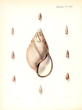 Deniz kabuklarını Illustration. Conchologia iconica veya kabukları molluscous hayvan çizimleri.