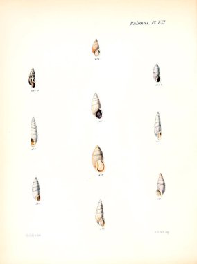 Deniz kabuklarını Illustration. Conchologia iconica veya kabukları molluscous hayvan çizimleri.