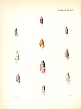 Deniz kabuklarını Illustration. Conchologia iconica veya kabukları molluscous hayvan çizimleri.