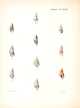 Deniz kabuklarını Illustration. Conchologia iconica veya kabukları molluscous hayvan çizimleri.