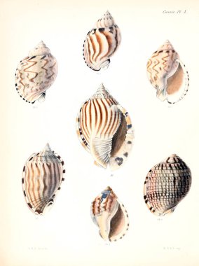 Deniz kabuklarını Illustration. Conchologia iconica veya kabukları molluscous hayvan çizimleri.