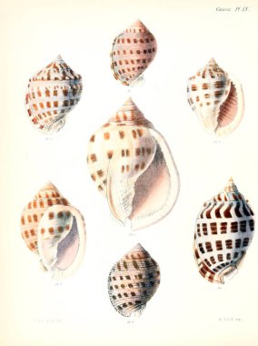 Deniz kabuklarını Illustration. Conchologia iconica veya kabukları molluscous hayvan çizimleri.