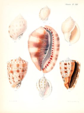 Deniz kabuklarını Illustration. Conchologia iconica veya kabukları molluscous hayvan çizimleri.