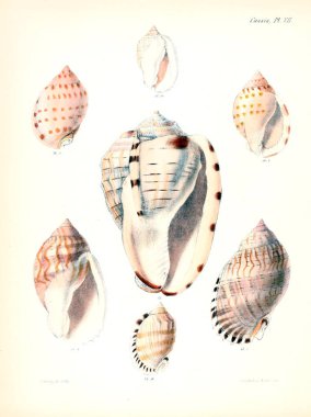 Deniz kabuklarını Illustration. Conchologia iconica veya kabukları molluscous hayvan çizimleri.
