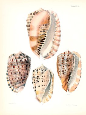 Deniz kabuklarını Illustration. Conchologia iconica veya kabukları molluscous hayvan çizimleri.