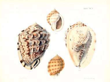 Deniz kabuklarını Illustration. Conchologia iconica veya kabukları molluscous hayvan çizimleri.