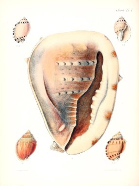 Deniz kabuklarını Illustration. Conchologia iconica veya kabukları molluscous hayvan çizimleri.