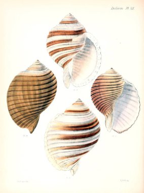 Deniz kabuklarını Illustration. Conchologia iconica veya kabukları molluscous hayvan çizimleri.