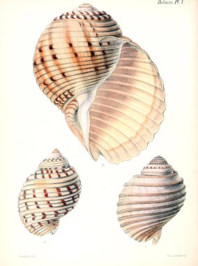 Deniz kabuklarını Illustration. Conchologia iconica veya kabukları molluscous hayvan çizimleri.