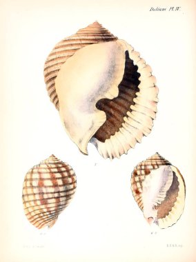 Deniz kabuklarını Illustration. Conchologia iconica veya kabukları molluscous hayvan çizimleri.