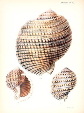 Deniz kabuklarını Illustration. Conchologia iconica veya kabukları molluscous hayvan çizimleri.