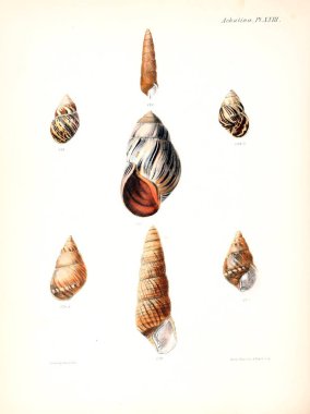Deniz kabuklarını Illustration. Conchologia iconica veya kabukları molluscous hayvan çizimleri.