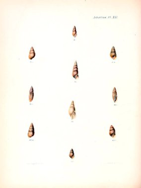 Deniz kabuklarını Illustration. Conchologia iconica veya kabukları molluscous hayvan çizimleri.