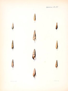 Deniz kabuklarını Illustration. Conchologia iconica veya kabukları molluscous hayvan çizimleri.