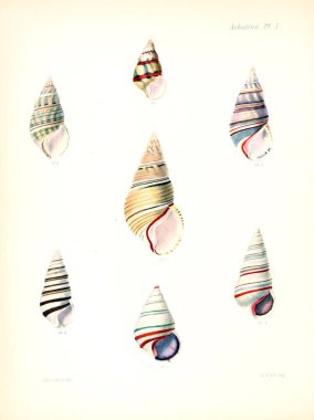 Deniz kabuklarını Illustration. Conchologia iconica veya kabukları molluscous hayvan çizimleri.