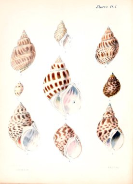 Deniz kabuklarını Illustration. Conchologia iconica veya kabukları molluscous hayvan çizimleri.